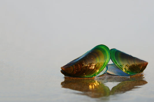 Lily Green Supplements - The Benefits of Green Lipped Mussels