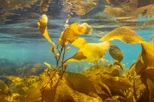 Lily Green Supplements - Sea Kelp, A Hidden Treasure