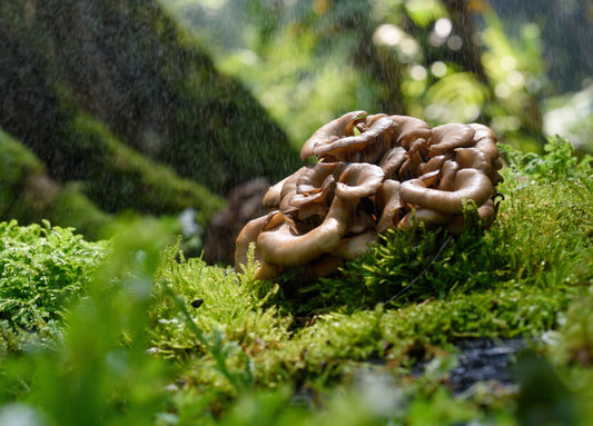 Lily Green Supplements - The Magic of Mushrooms